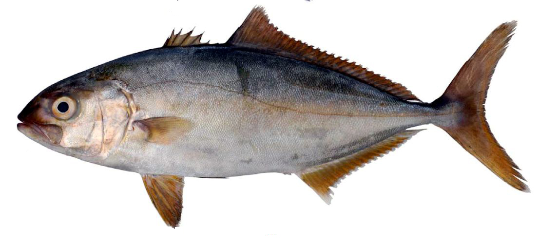 Seriola dumerili_008